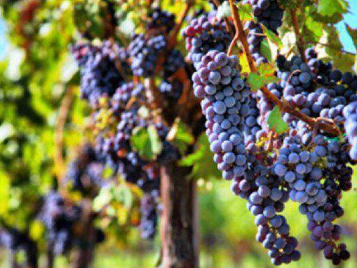 Κρίση στο Κονιάκ: Επιδοτήσεις για ξερίζωμα αμπελιών λόγω δασμών και μειωμένης ζήτησης