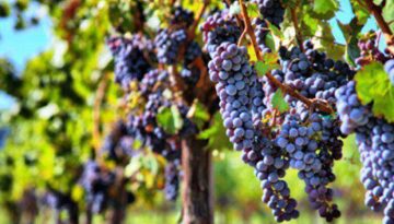 Κρίση στο Κονιάκ: Επιδοτήσεις για ξερίζωμα αμπελιών λόγω δασμών και μειωμένης ζήτησης