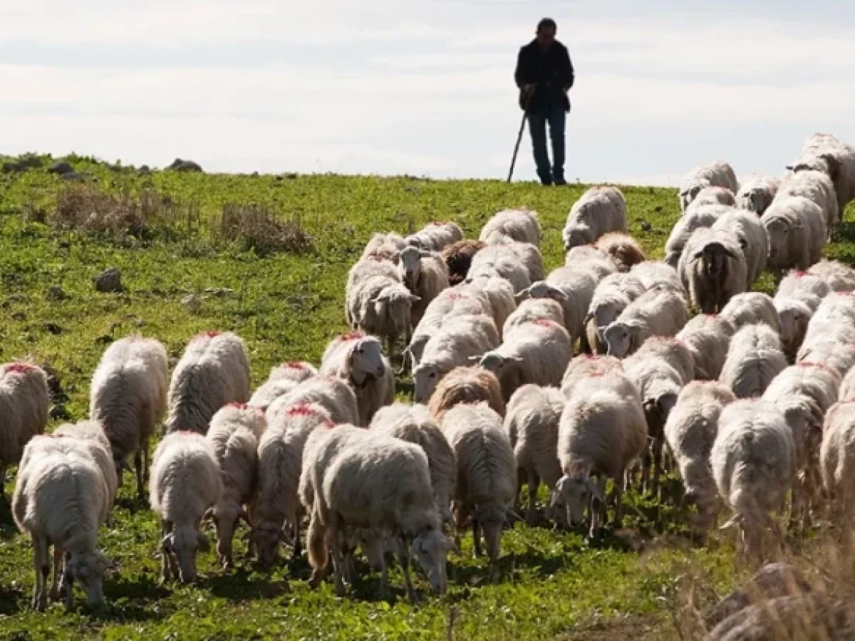 Κτηνοτρόφοι Κρήτης: Κατανομή βοσκοτόπων ακούνε και κατανομή δε βλέπουν!