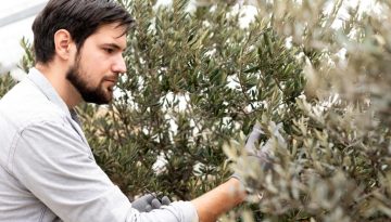 Λίπασμα Alzabor neo-N για την ελιά από την Teofert