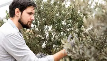 &Lambda;ί&pi;&alpha;&sigma;&mu;&alpha; Alzabor neo-N &gamma;&iota;&alpha; &tau;&eta;&nu; &epsilon;&lambda;&iota;ά &alpha;&pi;ό &tau;&eta;&nu; Teofert