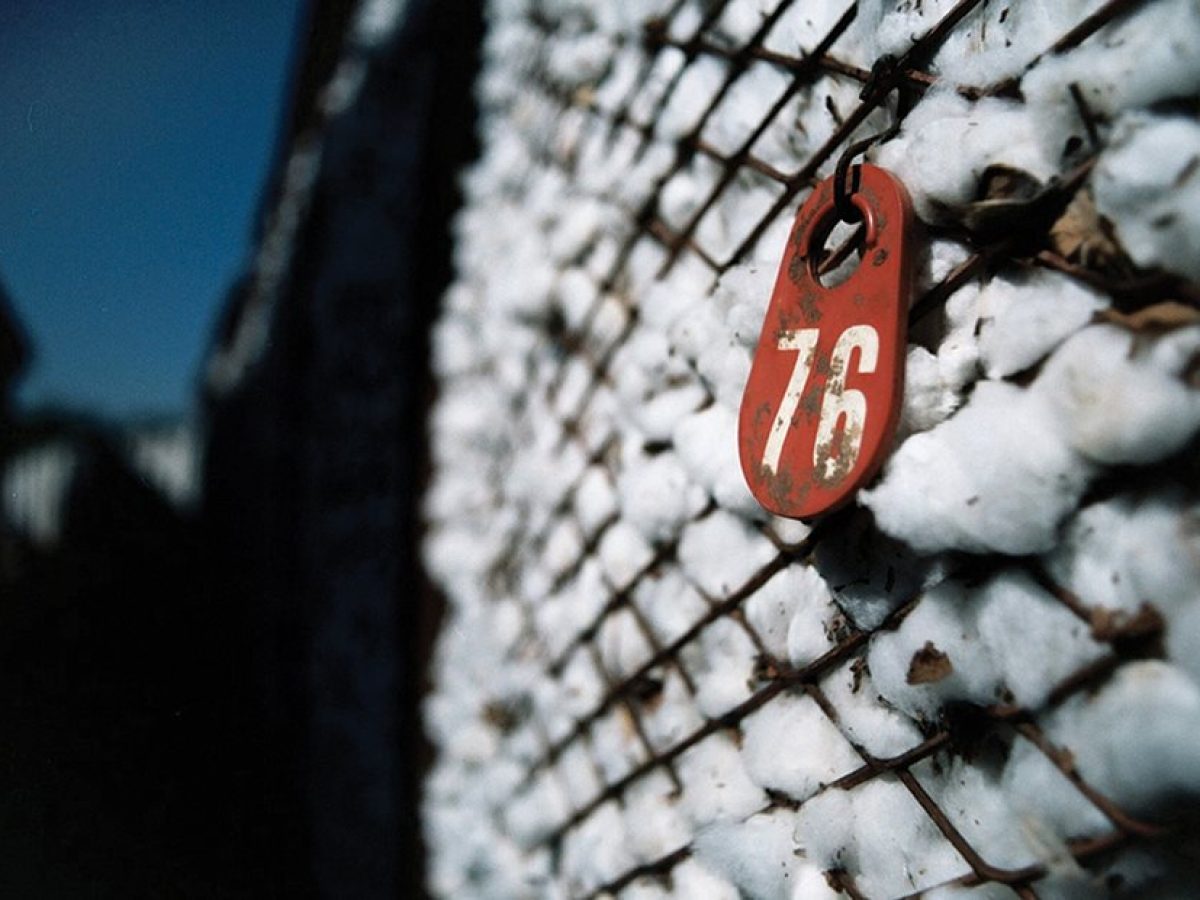 Μαζί με το ΟΣΔΕ 2026 πρόσκληση για το πριμ άνθρακα 31 ευρώ στο βαμβάκι και 70 ευρώ σε βιομηχανική ντομάτα