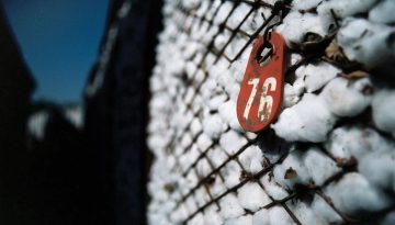 Μαζί με το ΟΣΔΕ 2026 πρόσκληση για το πριμ άνθρακα 31 ευρώ στο βαμβάκι και 70 ευρώ σε βιομηχανική ντομάτα