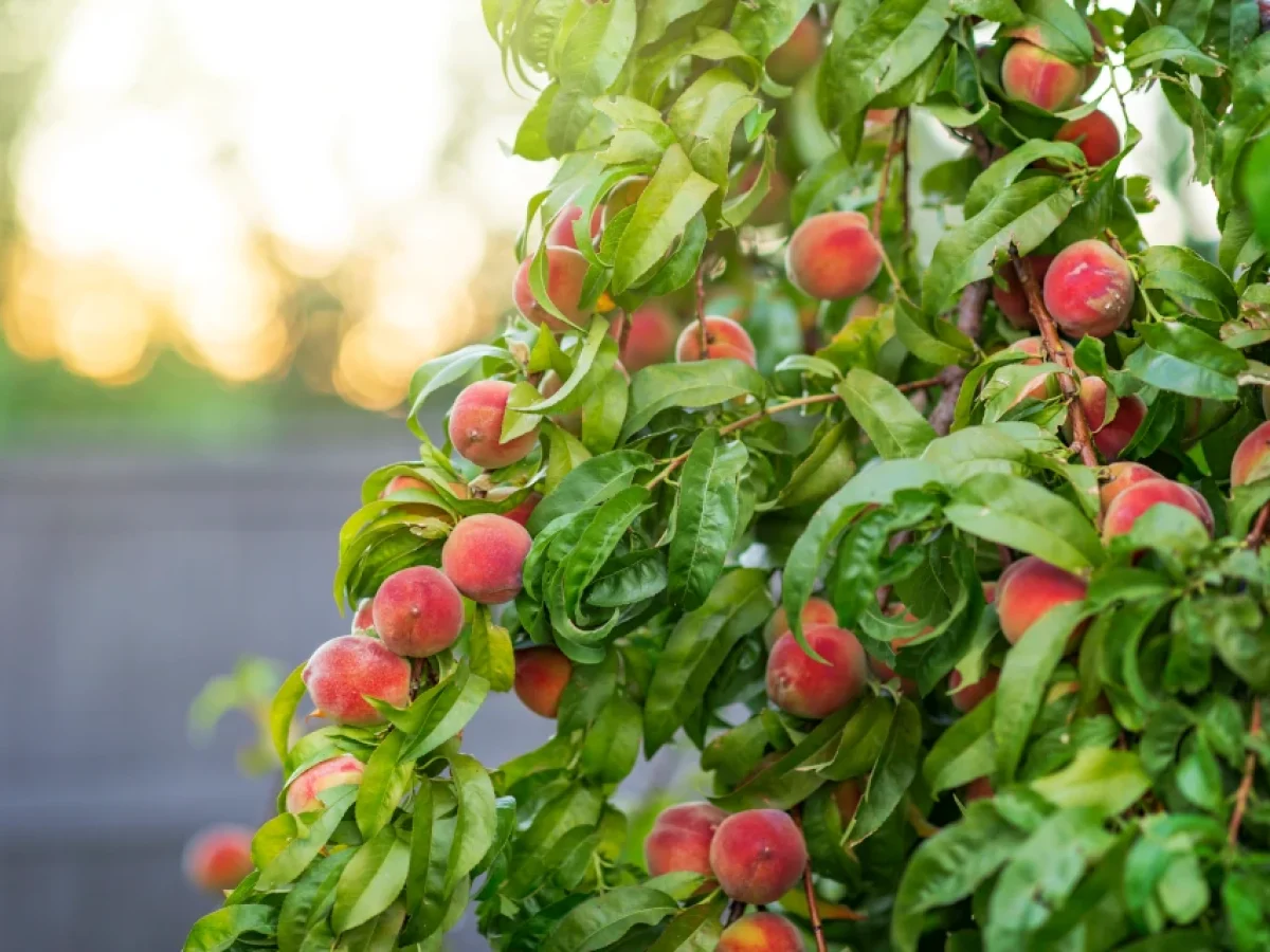 Μαζικές εκριζώσεις ροδακινιάς – Στροφή στην ακτινιδιά