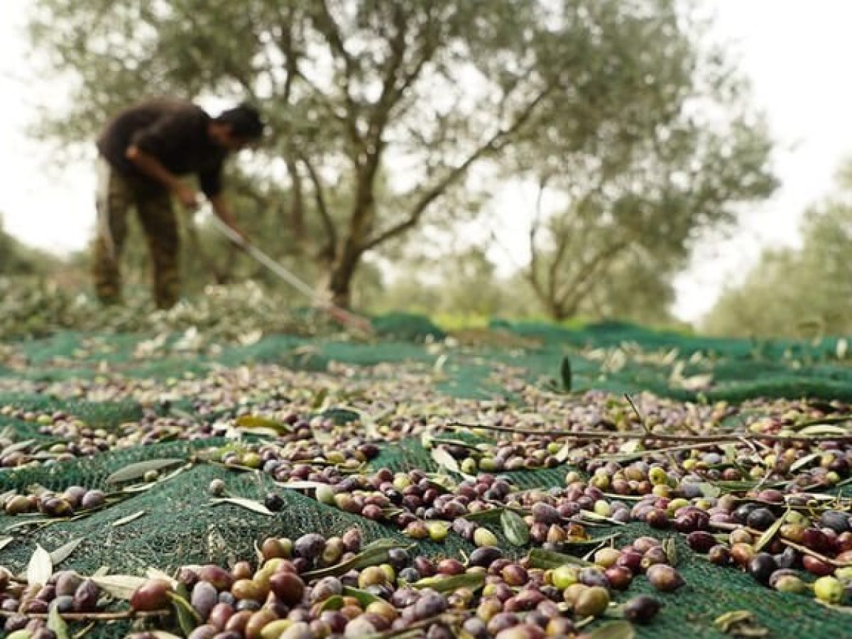Νέα υπηρεσία Cognitor Ελαιοκομικό Μητρώο φέρνει η Cognitera