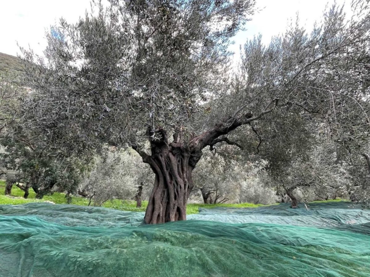 Νέα υπηρεσία για τους γεωργικούς συμβούλους