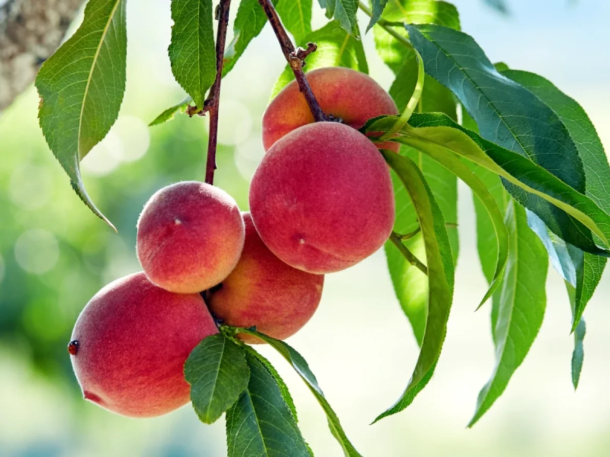 Νέα τεχνική για διακρίβωση ωρίμανσης των καρπών
