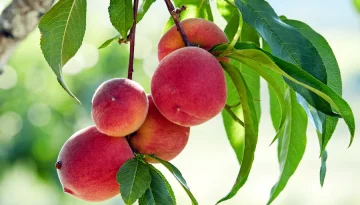Νέα τεχνική για διακρίβωση ωρίμανσης των καρπών