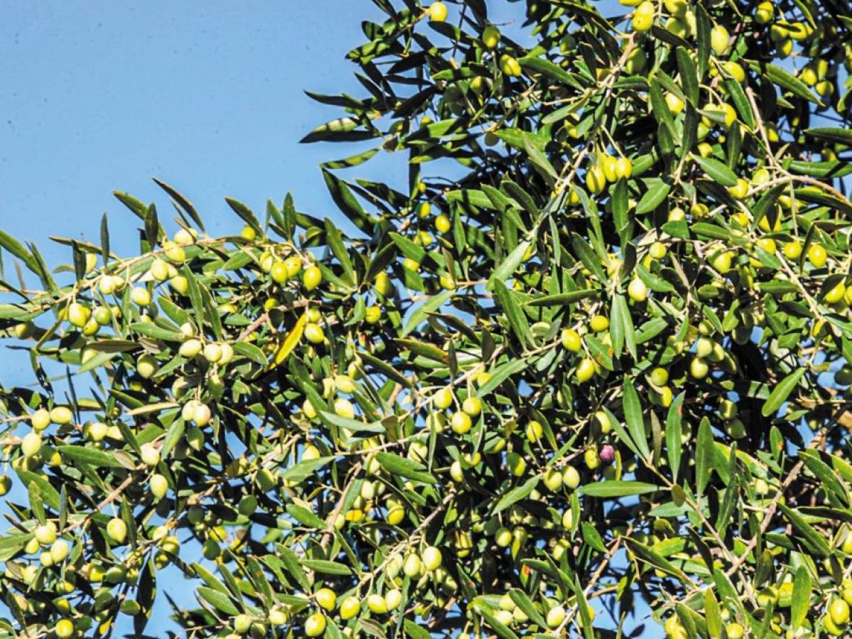 Νέες φυτεύσεις: «Βασίλισσα» η ελιά