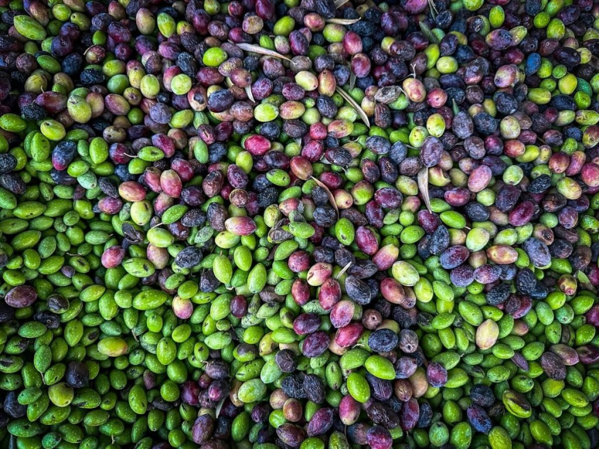 Όχι λέει το ΥπΑΑΤ σε de minimis ελαιοπαραγωγών