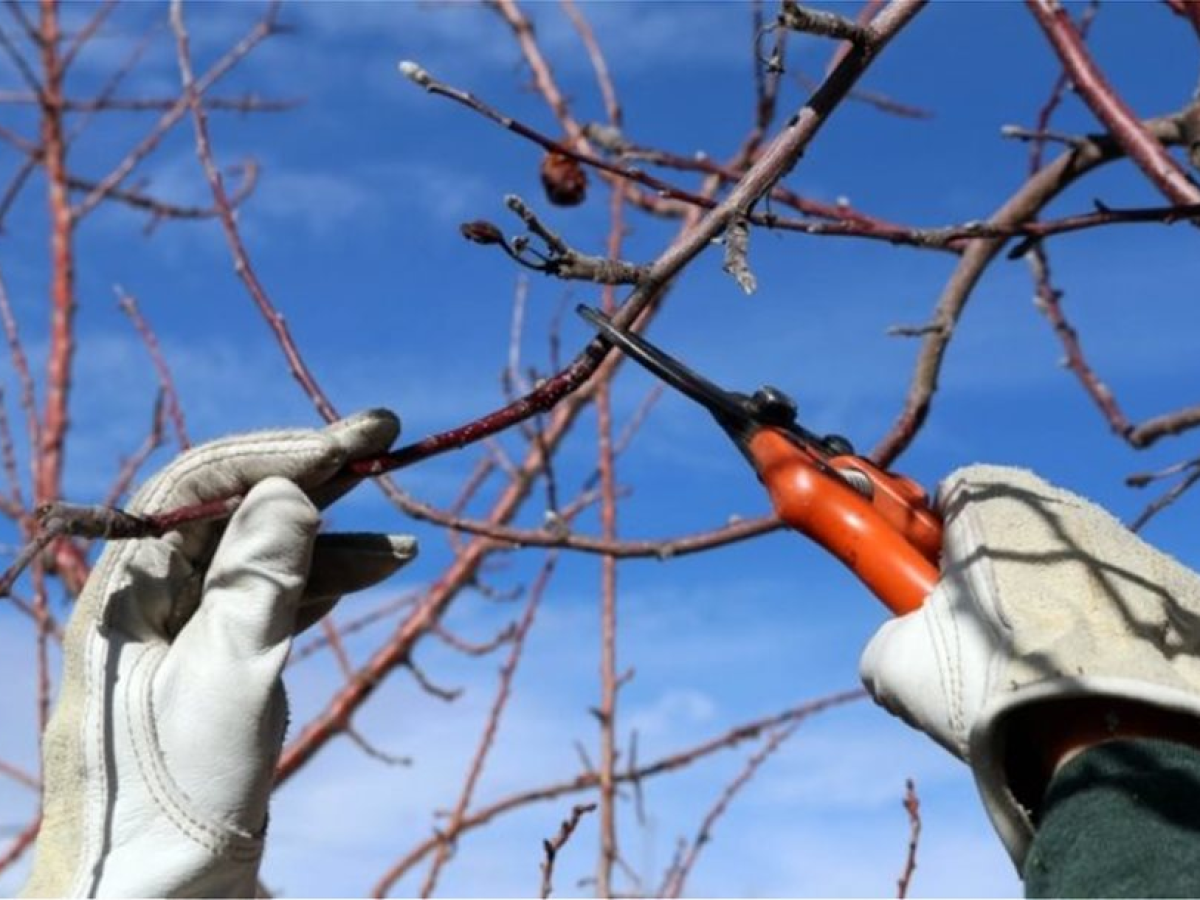 Οδηγίες για την χειμερινή Φυτοπροστασία Πυρηνόκαρπων