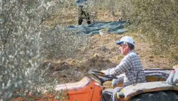 Ό&lambda;&omicron; &tau;&omicron; &sigma;&chi;έ&delta;&iota;&omicron; &gamma;&iota;&alpha; &tau;&omicron; &alpha;&gamma;&rho;&omicron;&tau;&iota;&kappa;ό &pi;&epsilon;&tau;&rho;έ&lambda;&alpha;&iota;&omicron;, &alpha;ύ&xi;&eta;&sigma;&eta; &pi;&omicron;&sigma;&omicron;&tau;ή&tau;&omega;&nu; &kappa;&alpha;&iota; &epsilon;&pi;&iota;&sigma;&tau;&rho;&omicron;&phi;ή &sigma;&tau;&eta;&nu; &alpha;&nu;&tau;&lambda;ί&alpha;