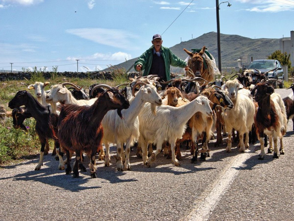 Οριστικά τέλος για την μετατροπή 2024 προς βιολογική κτηνοτροφία ζυμώσεις για να είναι εφικτή νέα πρόσκληση