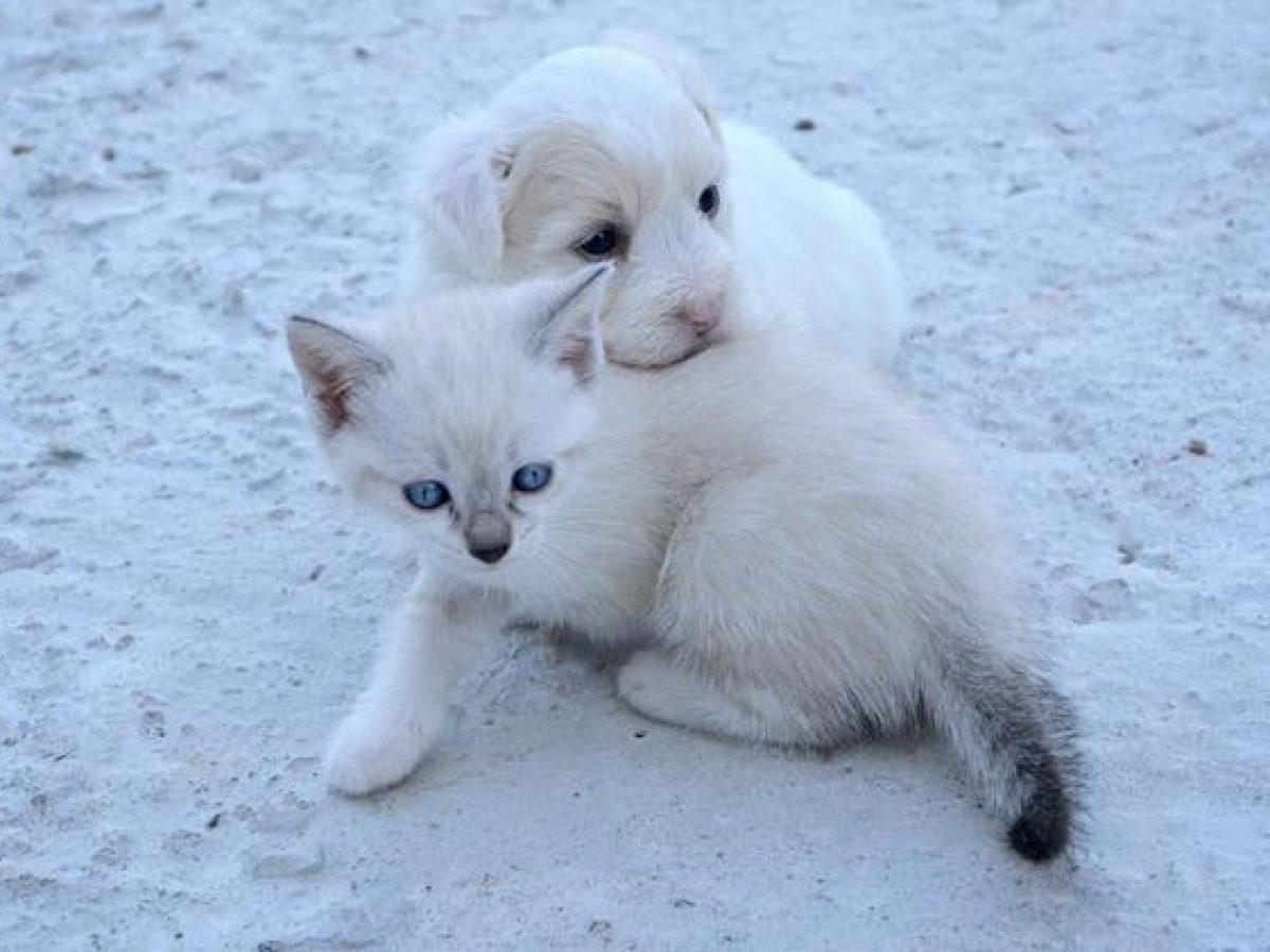 ΟΖΩΣΩΕΛ: Η προστασία των ζώων δεν είναι γραφειοκρατία, είναι πολιτική ευθύνη