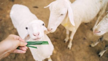 Παγκρήτιο Συντονιστικό: Δεν αποδεχόμαστε στοχοποίηση της Κρήτης