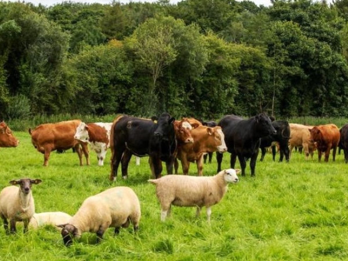 Πάγωμα οφειλών για τους πληγέντες κτηνοτρόφους έως 31/12/2026