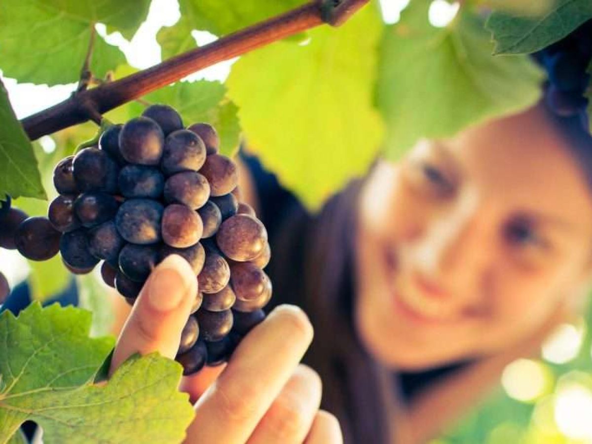 Παρατηρήσεις για τα αμπέλια της Κρήτης την τριετία 2023-2024-2025