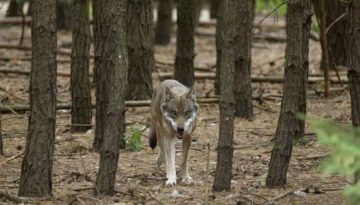 Παρουσία λύκων στις περιοχές Πανοράματος και Θέρμης Θεσσαλονίκης – Οδηγίες και ενημέρωση
