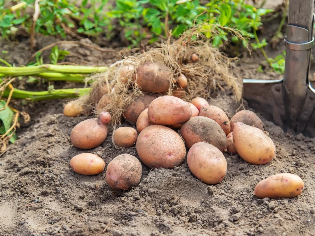 Πατάτα – Η πορεία της στην Ελλάδα ανά τις δεκαετίες