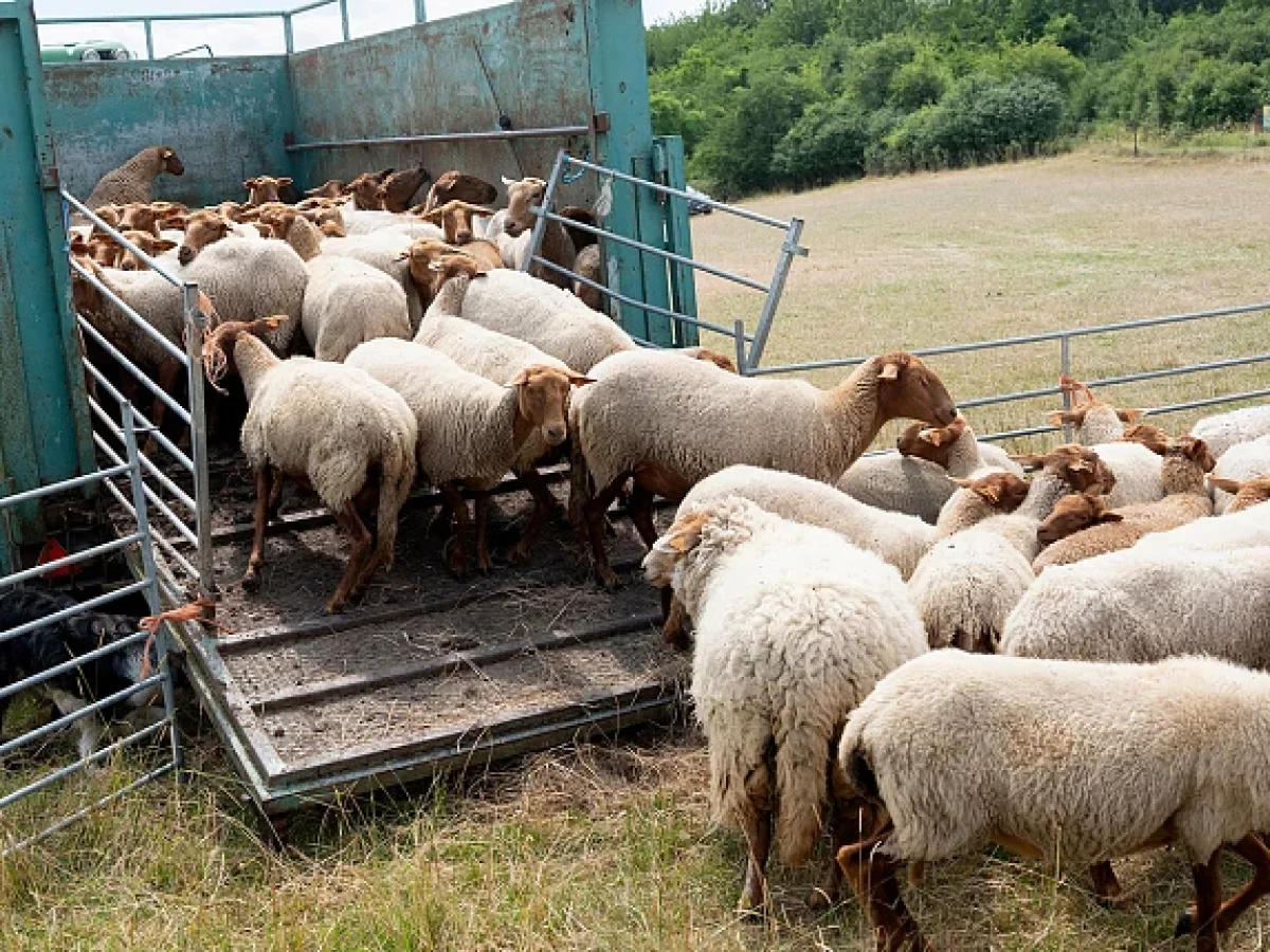 Περιφέρεια Κρήτης: Σοβαρές αντιρρήσεις για τις οδηγίες διακίνησης ζωοτροφών του ΥΠΑΑΤ