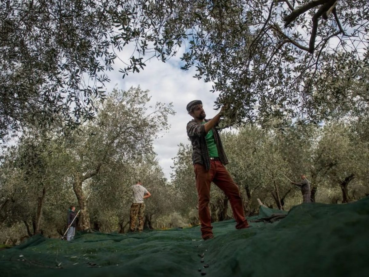 Ποια αγροτικά προϊόντα  βάζει σε προτεραιότητα η  Ελλάδα και τι περισσότερο κάνει γι’ αυτά από το 1980;