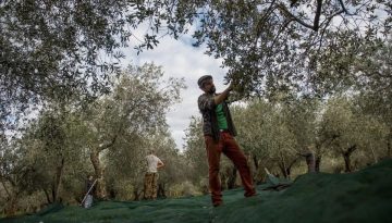 Ποια αγροτικά προϊόντα  βάζει σε προτεραιότητα η  Ελλάδα και τι περισσότερο κάνει γι’ αυτά από το 1980;