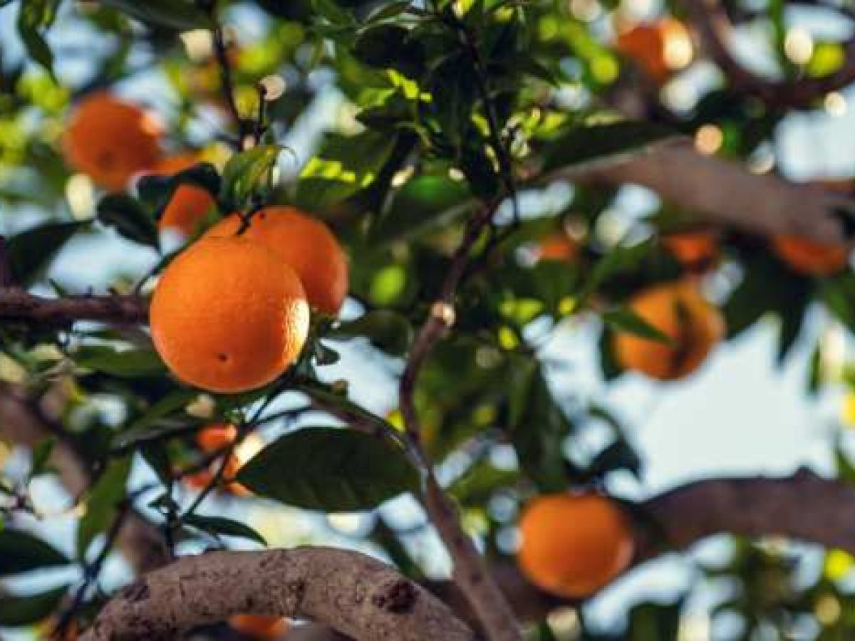 ΠΟΓΕΔΥ: Η επιβλαβής για την Ελλάδα Συμφωνία ΕΕ – ΜΕΡΚΟΣΟΥΡ