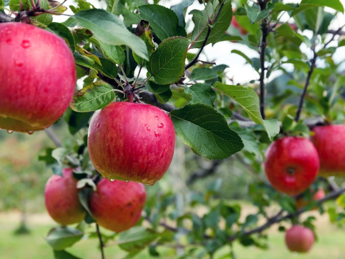 Πού κυμάνθηκε η φετινή παραγωγή μήλων