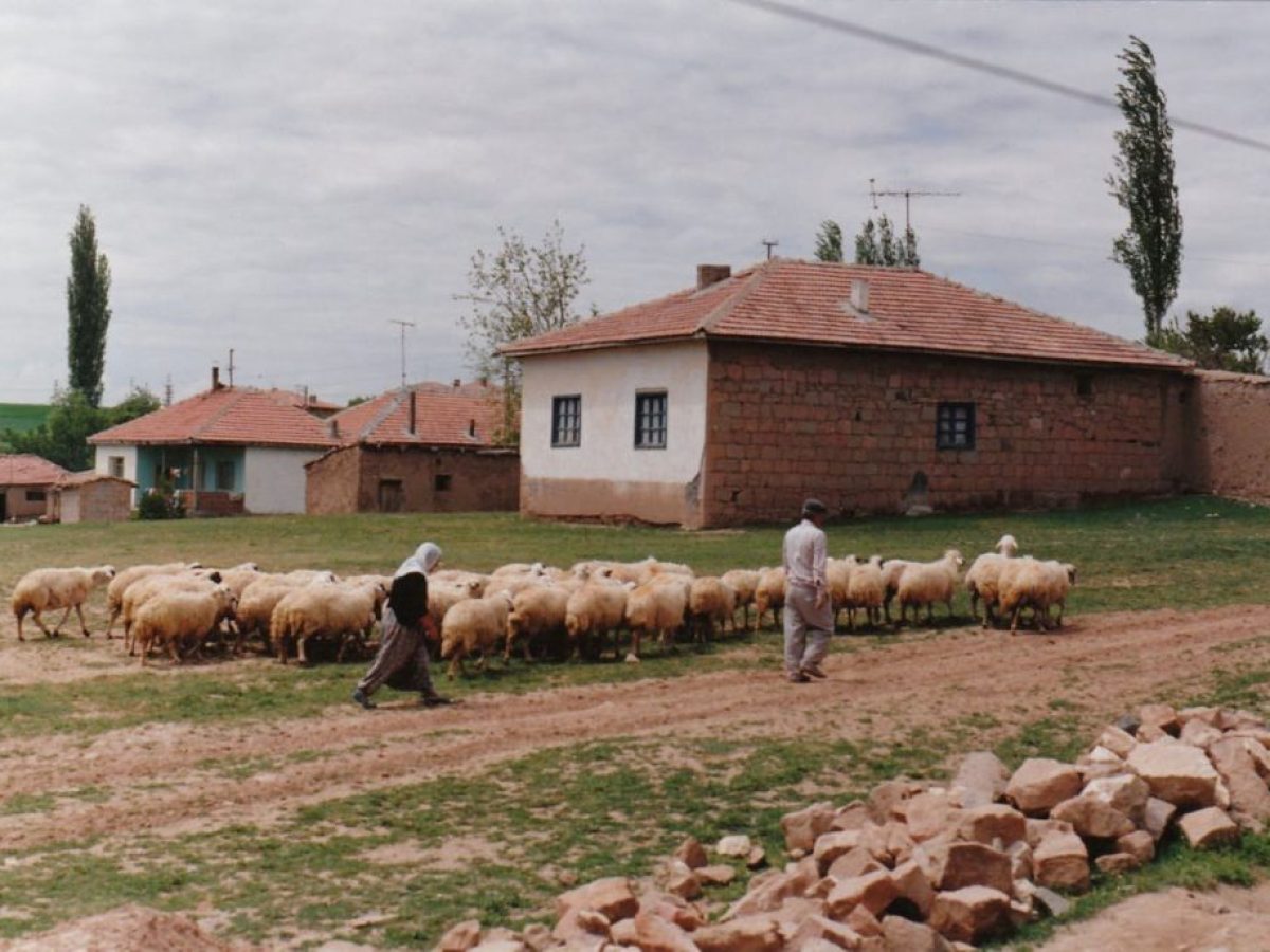 Προσλήψεις κτηνιάτρων από τον ΕΛΓΑ