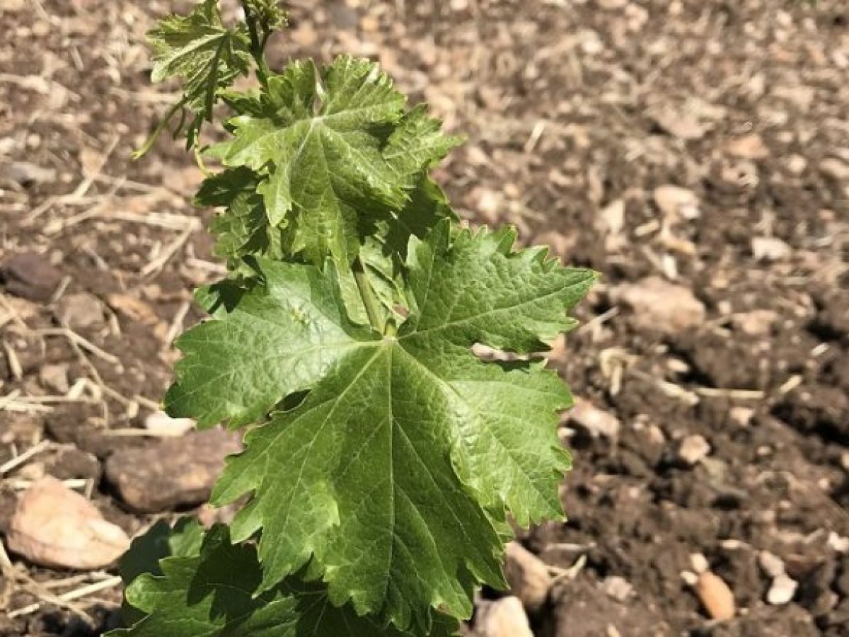 Σε ποσοστό άνω του 60% αυξήθηκε μεταξύ 2008 και 2025 η έκταση του Αμπελώνα Κιλκίς