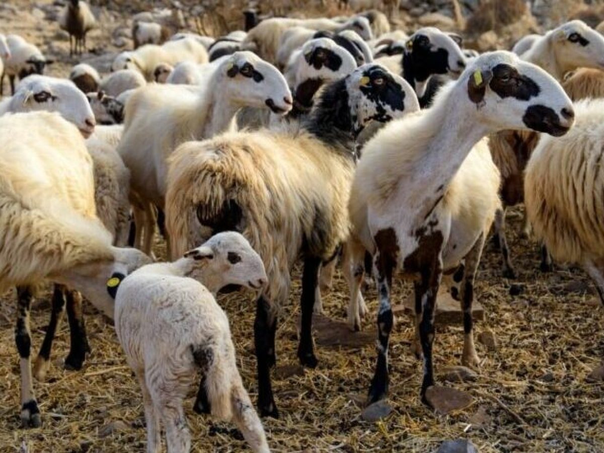 Συμπληρωματική αποζημίωση σε αιγοπροβατοτρόφους