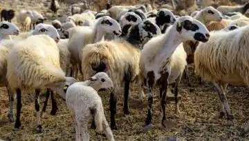 &Sigma;&upsilon;&mu;&pi;&lambda;&eta;&rho;&omega;&mu;&alpha;&tau;&iota;&kappa;ή &alpha;&pi;&omicron;&zeta;&eta;&mu;ί&omega;&sigma;&eta; &sigma;&epsilon; &alpha;&iota;&gamma;&omicron;&pi;&rho;&omicron;&beta;&alpha;&tau;&omicron;&tau;&rho;ό&phi;&omicron;&upsilon;&sigmaf;