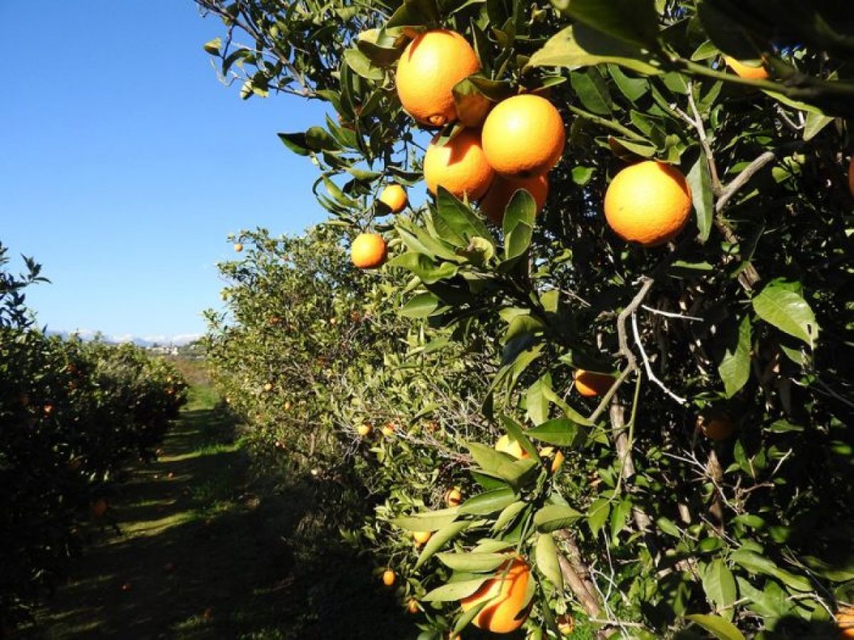 Σύμπραξη παραγωγών, Ρομά και μεταναστών στην Αργολίδα και δημιουργία ΚΟΙΝΣΕΠ
