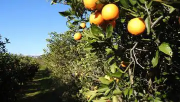 &Sigma;ύ&mu;&pi;&rho;&alpha;&xi;&eta; &pi;&alpha;&rho;&alpha;&gamma;&omega;&gamma;ώ&nu;, &Rho;&omicron;&mu;ά &kappa;&alpha;&iota; &mu;&epsilon;&tau;&alpha;&nu;&alpha;&sigma;&tau;ώ&nu; &sigma;&tau;&eta;&nu; &Alpha;&rho;&gamma;&omicron;&lambda;ί&delta;&alpha; &kappa;&alpha;&iota; &delta;&eta;&mu;&iota;&omicron;&upsilon;&rho;&gamma;ί&alpha; &Kappa;&Omicron;&Iota;&Nu;&Sigma;&Epsilon;&Pi;