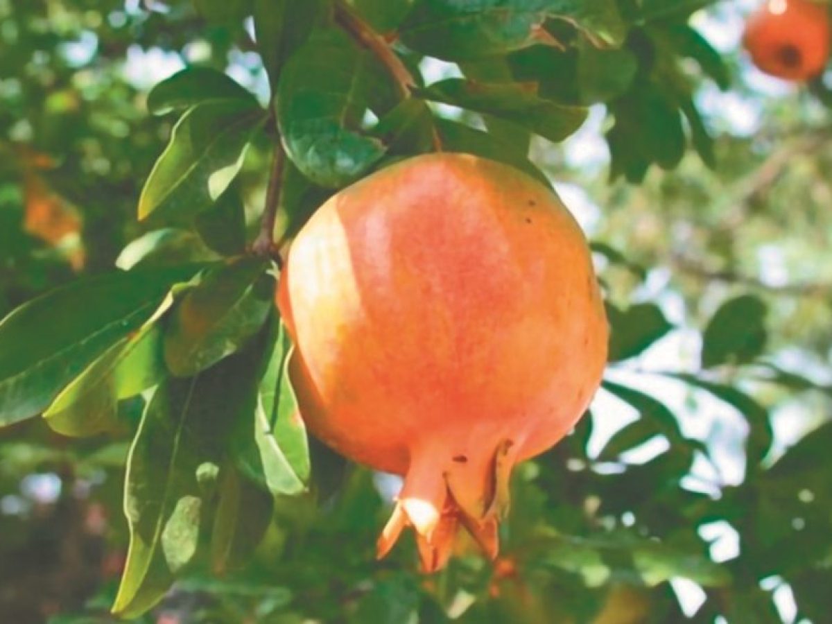 Συνεχίζεται η συρρίκνωση για το ΠΟΠ Ρόδι Ερμιόνης