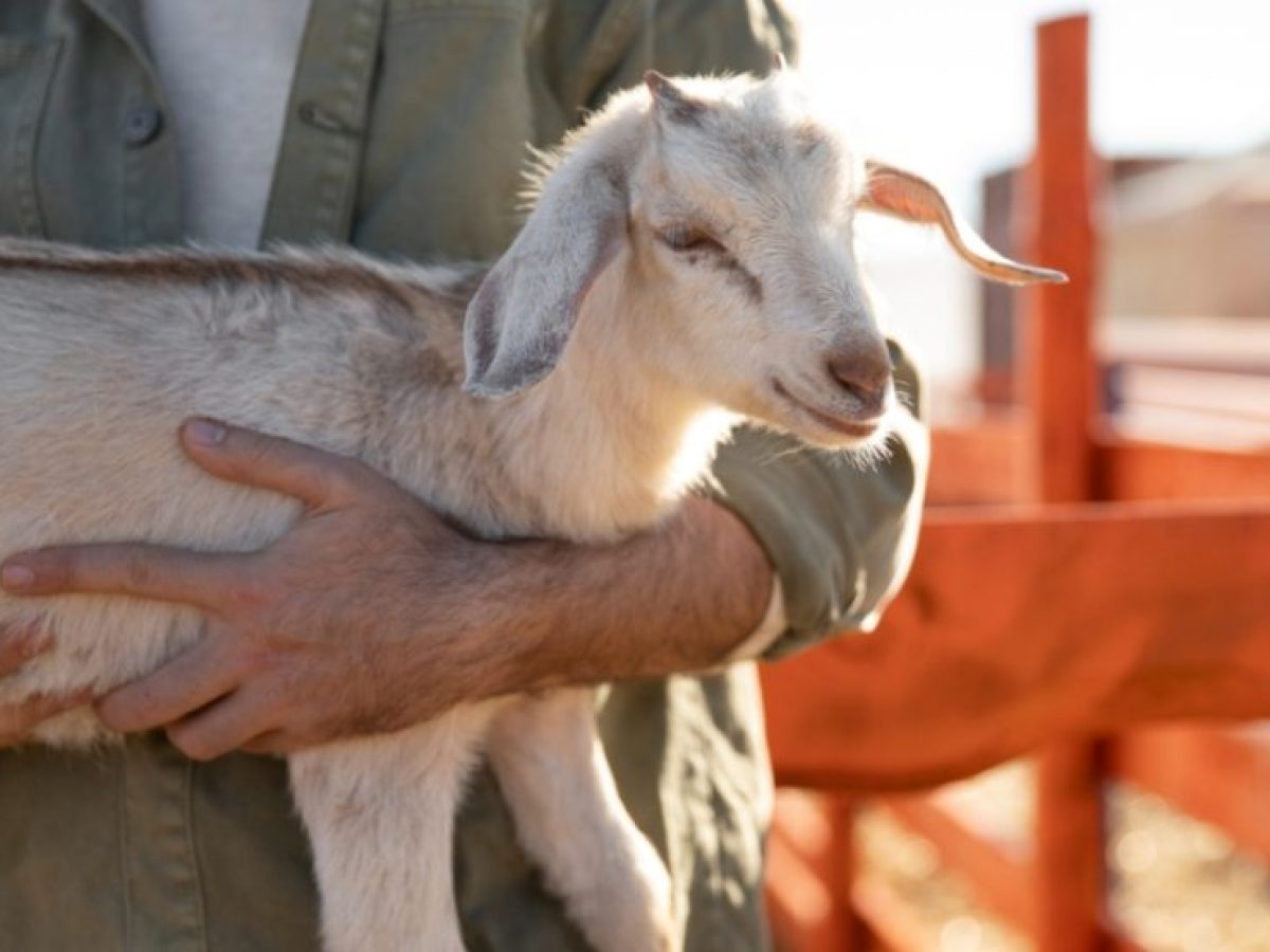 Στη γραμμή άμυνας κατά της ευλογιάς οι στρατιωτικοί κτηνίατροι