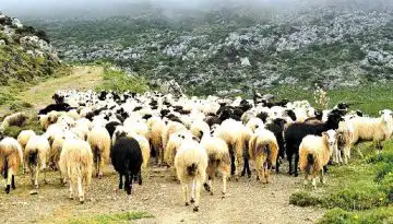 &Sigma;&tau;&rho;&alpha;&tau;&iota;&omega;&tau;&iota;&kappa;&omicron;ί &kappa;&tau;&eta;&nu;ί&alpha;&tau;&rho;&omicron;&iota; &sigma;&tau;&eta; &mu;ά&chi;&eta; &kappa;&alpha;&tau;ά &tau;&eta;&sigmaf; &epsilon;&upsilon;&lambda;&omicron;&gamma;&iota;ά&sigmaf; &alpha;&iota;&gamma;&omicron;&pi;&rho;&omicron;&beta;ά&tau;&omega;&nu;