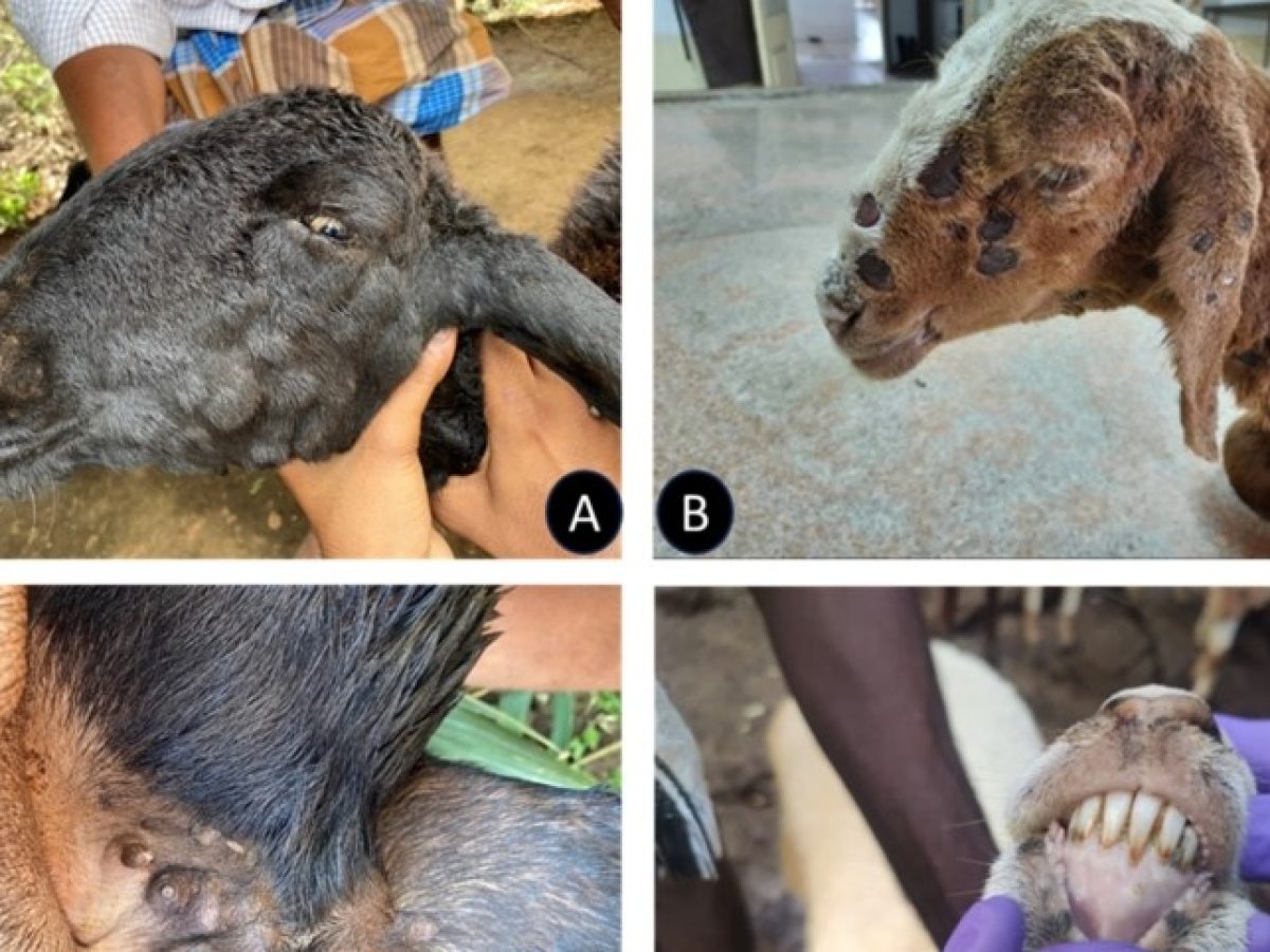 Στρατιωτικοί κτηνίατροι στη μάχη της ευλογιάς