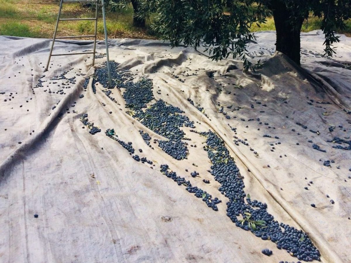 Τα 2,80 ευρώ το κιλό “χτύπησαν” οι περσινές ελιές Καλαμών, πίεση στο εισόδημα φέτος