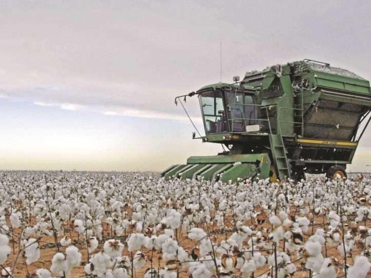 Τα νέα βαμβακιού με μια ματιά