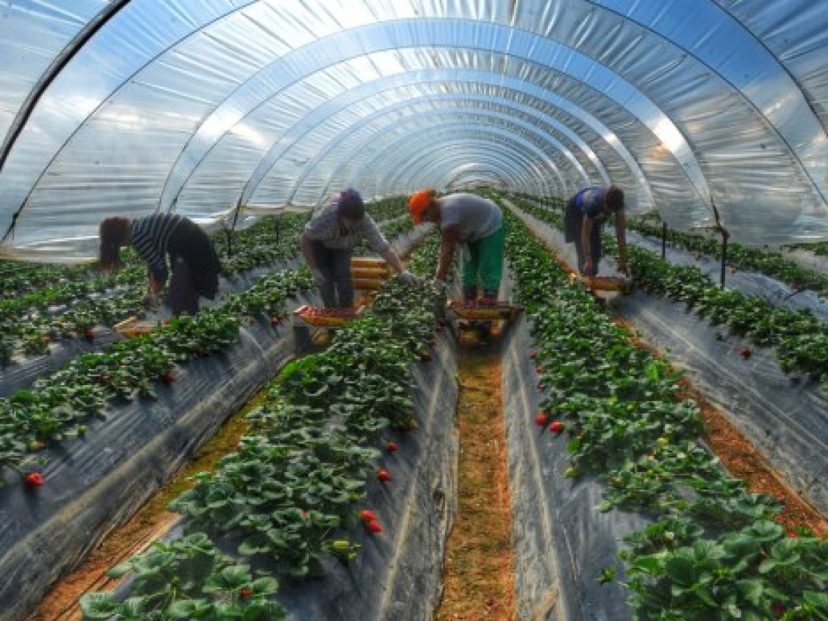 Θερμοκήπια: Πώς μπορούν να αλλάξουν το παιχνίδι στη Γεωργία