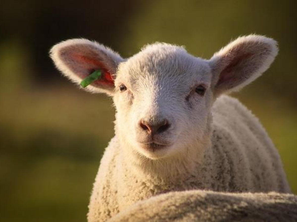 Θεσσαλία: Ευλαβική τήρηση μέτρων βιοασφάλειας για την ευλογιά