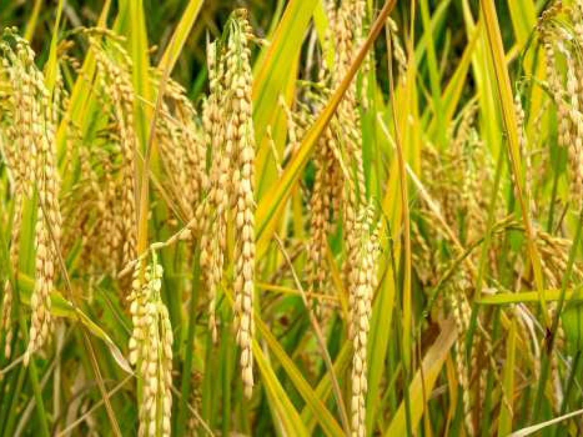 Το Μυστικό της Αντοχής στο Ψύχος για τα χειμερινά σιτηρά