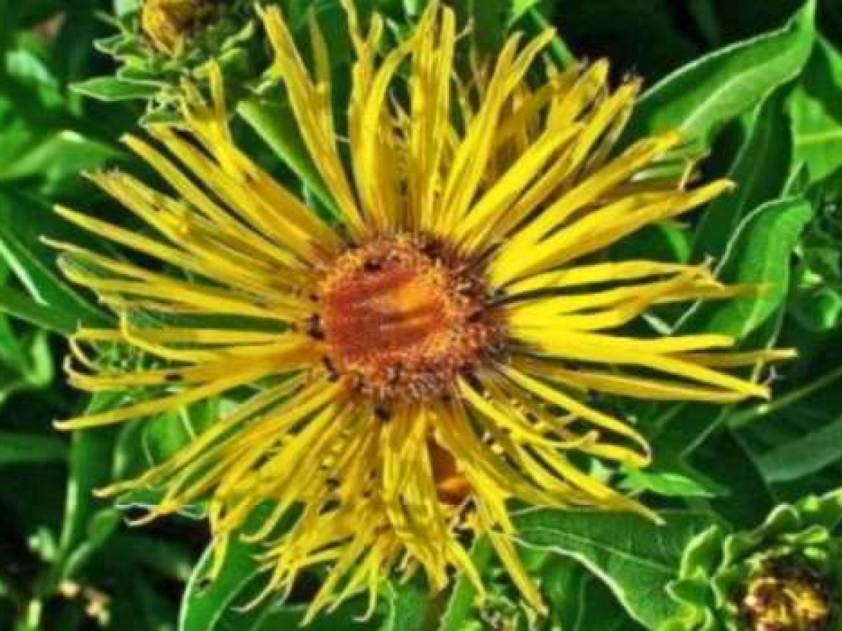 Το πολύτιμο βότανο για τις παθήσεις των πνευμόνων και της αναπνευστικής οδού