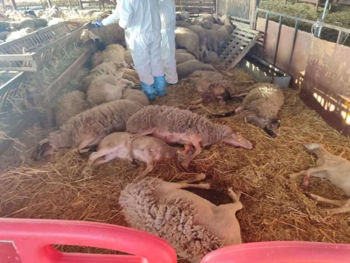 Τραγωδία στη Βροντού Πιερίας: Κτηνοτρόφος έδωσε τέλος στη ζωή του μετά τη θανάτωση του κοπαδιού του λόγω ευλογιάς