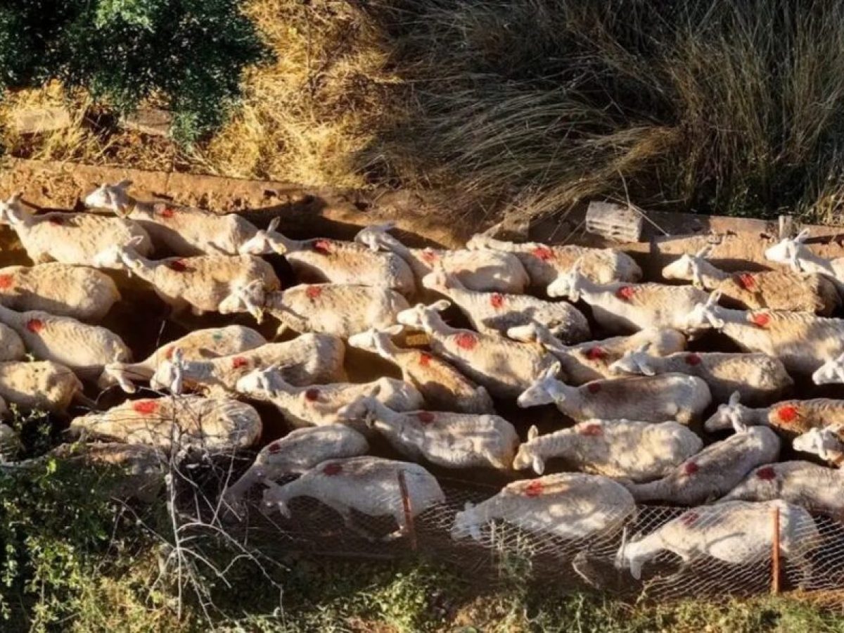 Τραγωδία στην Πιερία: Αυτοκτόνησε 52χρονος κτηνοτρόφος μετά τη θανάτωση του κοπαδιού του