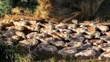 &Tau;&rho;&alpha;&gamma;&omega;&delta;ί&alpha; &sigma;&tau;&eta;&nu; &Pi;&iota;&epsilon;&rho;ί&alpha;: &Alpha;&upsilon;&tau;&omicron;&kappa;&tau;ό&nu;&eta;&sigma;&epsilon; 52&chi;&rho;&omicron;&nu;&omicron;&sigmaf; &kappa;&tau;&eta;&nu;&omicron;&tau;&rho;ό&phi;&omicron;&sigmaf; &mu;&epsilon;&tau;ά &tau;&eta; &theta;&alpha;&nu;ά&tau;&omega;&sigma;&eta; &tau;&omicron;&upsilon; &kappa;&omicron;&pi;&alpha;&delta;&iota;&omicron;ύ &tau;&omicron;&upsilon;