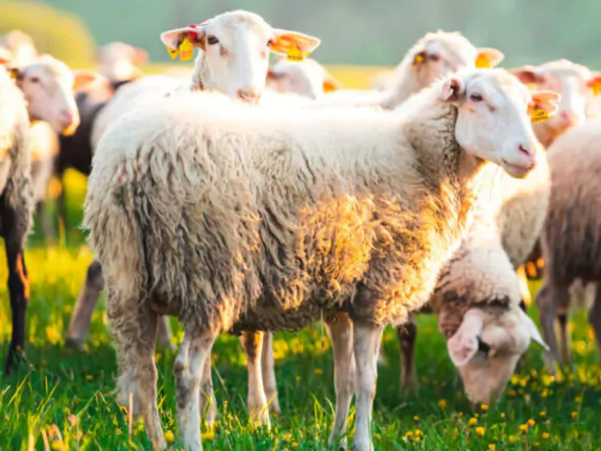 Τρομάζουν τα στοιχεία για την ευλογιά – Έχουν θανατωθεί 472.928 αιγοπρόβατα