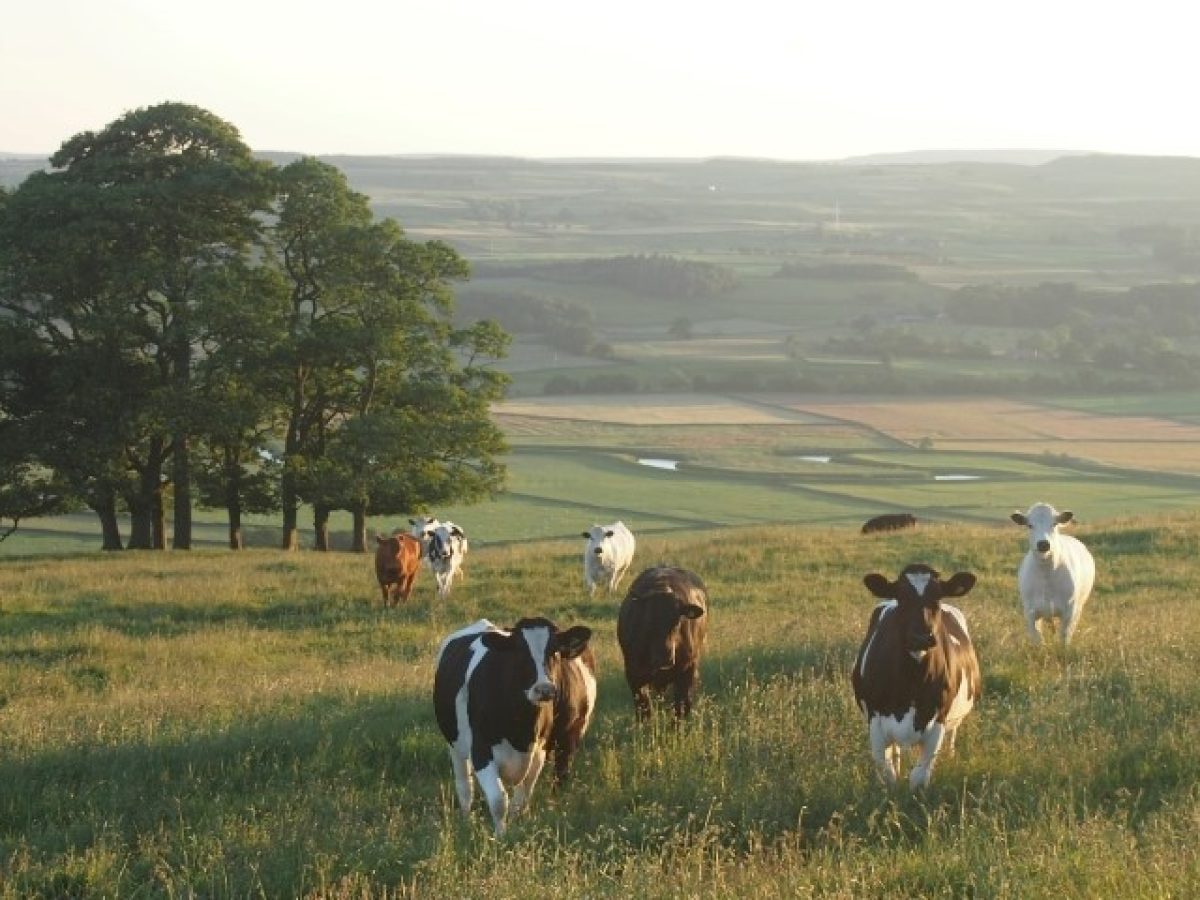 Βοσκότοποι-φάντασμα και επιδοτήσεις