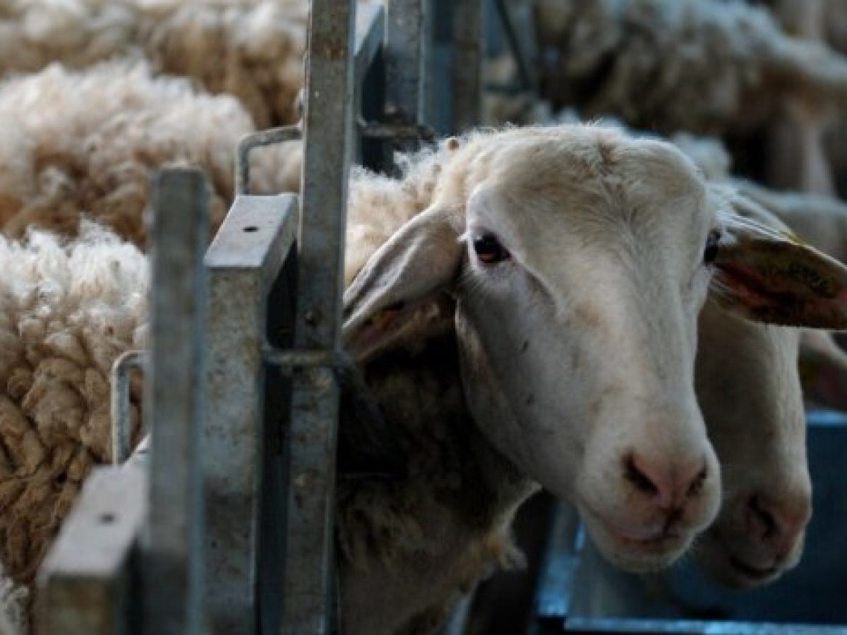 Ακόμη μια σύσκεψη στο Μαξίμου για την ευλογιά των αιγοπροβάτων – Θα συμμετέχουν περιφερειάρχες